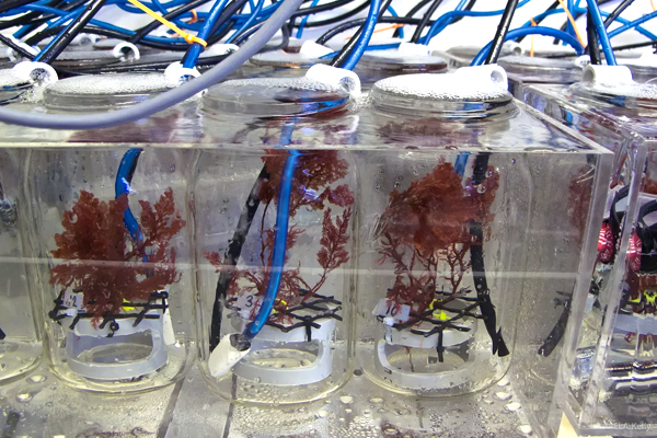 seaweeds / Experiment specimens of the fleshy, red alga Plocamium cartilagineum in individual beakers. (Credit: Susan Kram / UC San Diego)