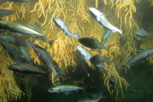 Pollock and Atlantic cod swim along a coral-covered wall at Outer Schoodic Ridge, feeding on abundant krill. (Credit: Peter Auster)