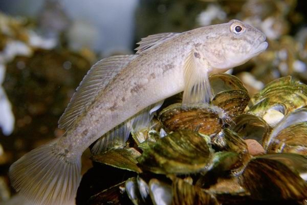 The round goby, an invasive species that served as prey to the formerly endangered Lake Erie watersnake. (Credit: Public Domain)