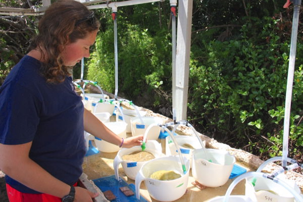 Hannah Reich checks the waterflow for containers holding adult Porites astreoides corals. (Credit: Lara Funk)