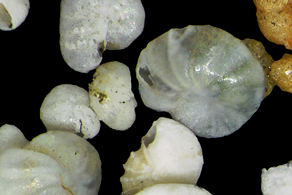 A variety of foraminifera (or forams) — single-celled, marine organisms that live on the sea floor. (Credit: Burke Museum of Natural History and Culture / University of Washington)