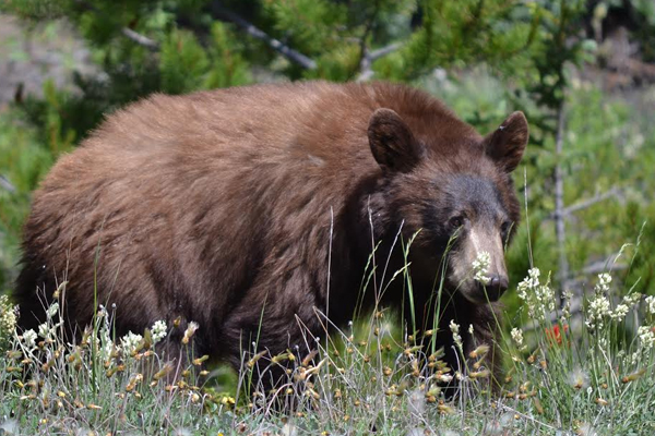 Black bear in the Canadian Rockies. (Credit: Jonathan Stahl)