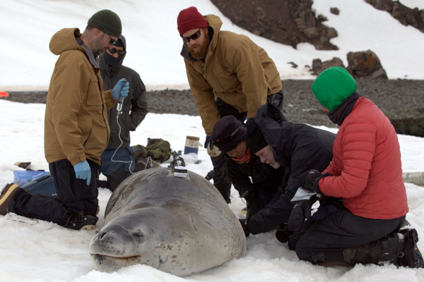Leopard seal with Crittercam and capture crew. (Credit: Kyler Abernathy / National Geographic Remote Imaging)