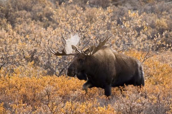 Moose in shrub habitat. (Credit: Ken Tape)