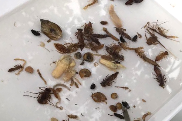 The diversity of macroinvertebrates can help provide insight into stream nutrient levels. (Credit: Ohio EPA)
