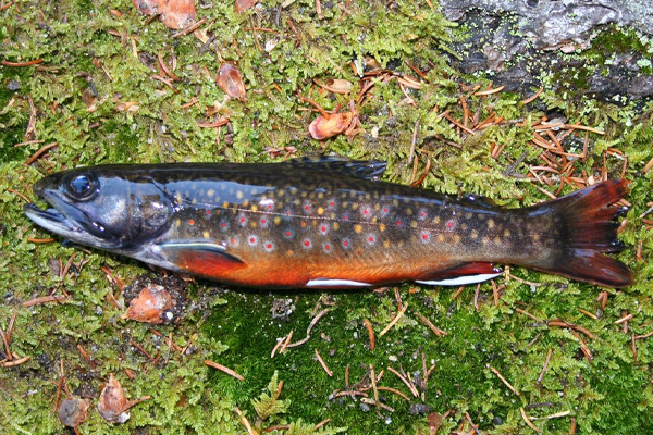 Adult brook trout in full spawning colors from Stanley Brook, Maine. (Credit: U.S. Geological Survey)