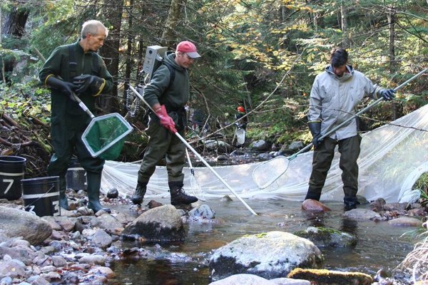 Bruce Connery, Matt O'Donnell and Ben Letcher netting fish using a Smith Root backpack electroshocker at Stanley Brook in Acadia National Park. (Credit: U.S. Geological Survey)