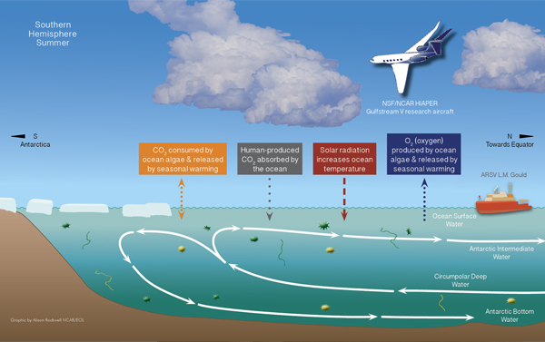 Graphic detailing what will be studied throughout the ORCAS campaign. (Credit: Alison Rockwell / National Center for Atmospheric Research)