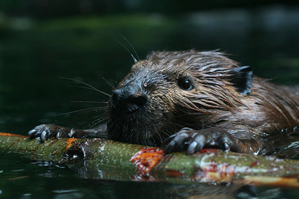 A beaver hugs a floating branch. (Credit: Boston University)