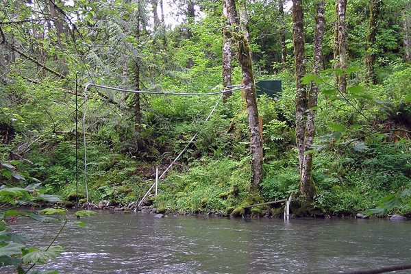 The station on the Deschutes mainstem captured the buffer effects on a large channel. (Credit: Weyerhaeuser)