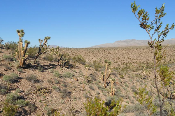 Mojave Desert in southern Utah with creosote bushes and joshua trees. (Credit: Johanna Varner / University of Utah)
