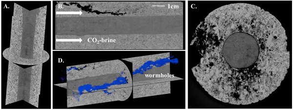 Researchers examined chemical reactions taking place underground during carbon sequestration to identify potential leakage pathways. (A) is a cross-section of a limestone/cement sample before the experiment. (B) shows dissolving in the limestone but not the cement (at the center of the image). (C) is a sandstone/cement sample, indicating that the sandstone remained intact when contacting carbon-dioxide-infused saltwater, and the cement at the core of the sample began to dissolve. (D) shows the pathways created in the limestone from the experiment. (Credit: Zuleima Karpyn / Penn State University)