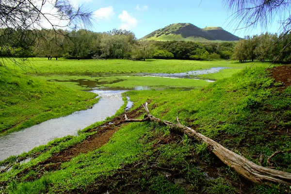A view of the headwaters of Waianaia Gulch on the wet side, which terminates at a cinder cone, known in Hawaii as a pu’u. (Credit: Brendan Murphy)