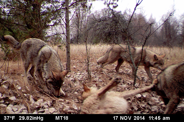 A pack of wolves visits a scent station in the Chernobyl Exclusion Zone. The photograph was taken by one of the remote camera stations and was triggered by the wolves' movement. (Credit: National Geographic / Jim Beasley / Sarah Webster)