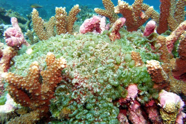 corals and algae