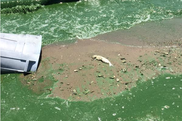 National Lakes Assessment algae cyanotoxins microcystin