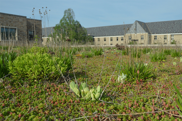 Cool roofs green roofs