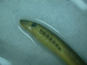 great lakes lamprey species