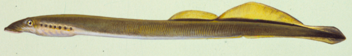 lamprey species in the great lakes