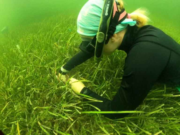 Seagrass and Water Quality Monitoring Protects a Unique Florida Preserve