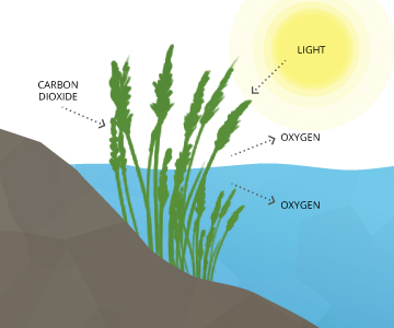 Dissolved Oxygen Chart For Water