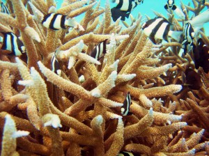 carbonate_coral