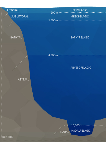 Dissolved Oxygen - Environmental Measurement Systems pelagic zone diagram 