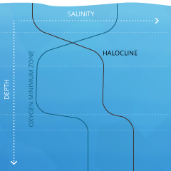 salinity_cline-halo