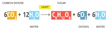 Photosynthesis uses water, carbon dioxide and sunlight to produce energy and oxygen.