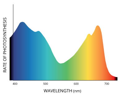 Blue and red light are used more efficiently in photosynthesis.