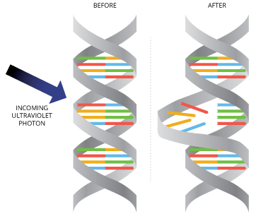 par_ultraviolet-dna