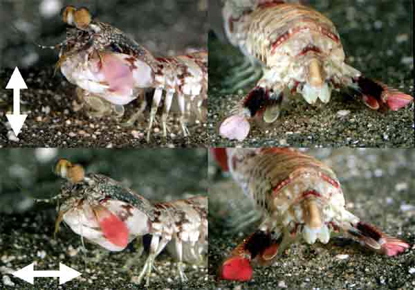 mantis_shrimp_polarization