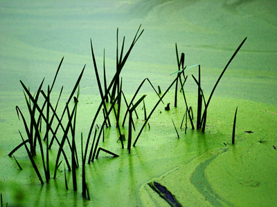Algal blooms can coat the surface of the water and prevent light from penetrating.
