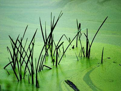 Algal blooms can coat the surface of the water and prevent light from penetrating.