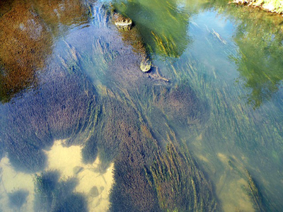 Rooted algae found on a riverbed. Algae comes in many different forms