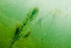 Turbidity