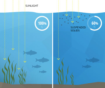 turbidity_photosynthesis