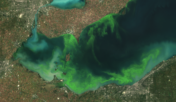 In 2011, Lake Erie experienced the worst blue-green algae bloom in decades (Photo Credit: MERIS/NASA; processed by NOAA/NOS/NCCOS )