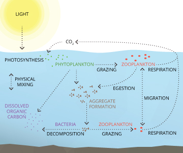 Algae and cyanobacteria help to regulate the climate by fixing carbon dioxide from the atmosphere. This carbon is then consumed or decomposed by other organisms.