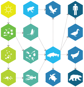 Phytoplankton create their own energy from sunlight. All other organisms consume them, whether directly or indirectly as a carbon source.