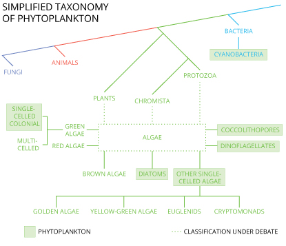 Phytoplankton are made up of single-celled algae and cyanobacteria.