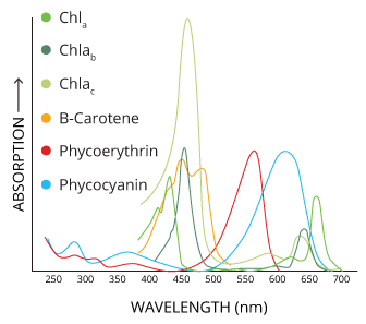 Each pigment absorbs and reflects different wavelengths, but they all act as accessory pigments to chlorophyll A in photosynthesis.