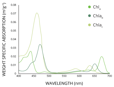 The different forms of chlorophyll absorb slightly different wavelengths for more efficient photosynthesis.