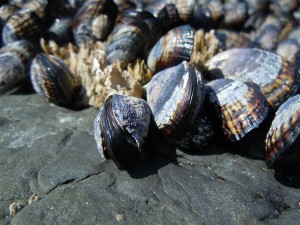 Mussels, clams and other mollusks can accumulate toxins from phytoplankton.