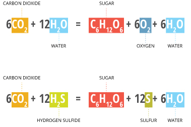 Plants, algae and cyanobacteria all engage in oxygenic photosythesis, which means that they require water and release oxygen. Precambrian bacteria used hydrogen sulfide instead of water and did not release oxygen as a byproduct.