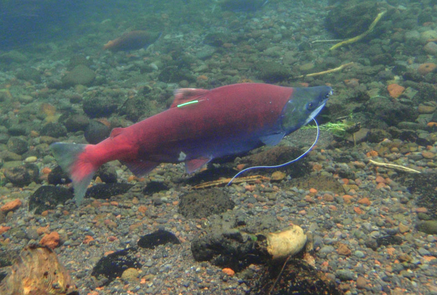 Sockeye salmon and other fish require specific sediment materials (like gravel) to create its spawning bed (redd) to protect eggs without smothering them. (Photo Credit: Oregon Department of Fish and Wildlife)