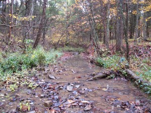 Organic sediment can come from leaves, organic waste and other decomposing material. (Photo: Blue Jay Barrens, Photo Credit: Steve Willson)