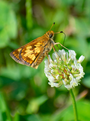 Skipper