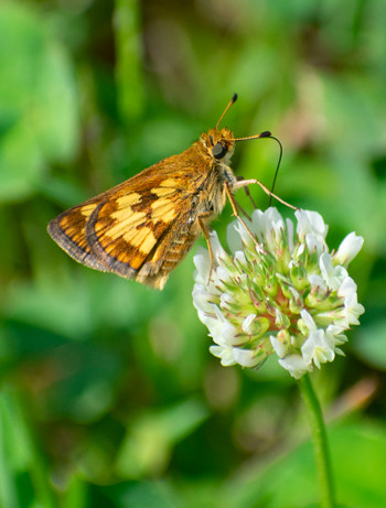 Skipper