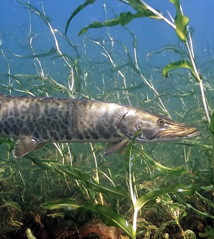 muskellunge